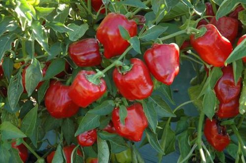 Coltivare peperoni: tecniche e consigli utili