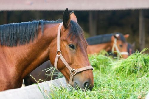 Legumi per cavalli: che proprietà hanno le carrube? Perché fanno bene a questi animali?