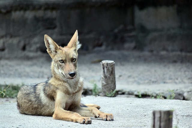 Sono simili al coyote: qual è l’habitat degli sciacalli? Di cosa si nutrono?
