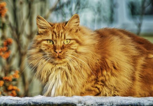 Gatto anallergico Norvegese: ecco cosa si sa di questo animale