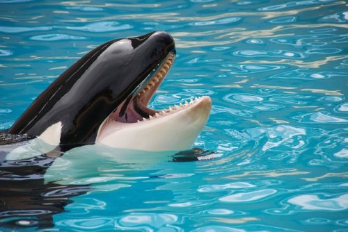 Vorace mammifero marino: habitat e caratteristiche dell’orca