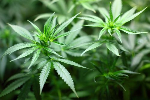 Dal giardino alla tavola: usi e benefici dei semi di cannabis