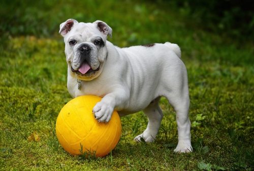 Giocare Ogni Giorno Fa Bene al Cane: Benefici, Consigli e Routine Perfetta