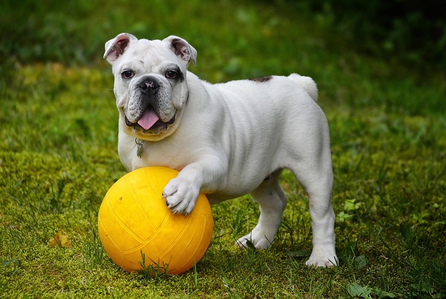 Giocare Ogni Giorno Fa Bene al Cane: Benefici, Consigli e Routine Perfetta
