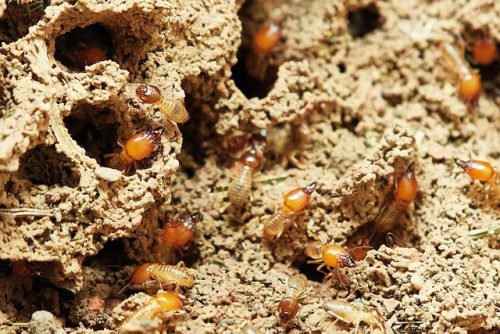 Tarli e insetti xilofagi: come convivere con la natura proteggendo la casa