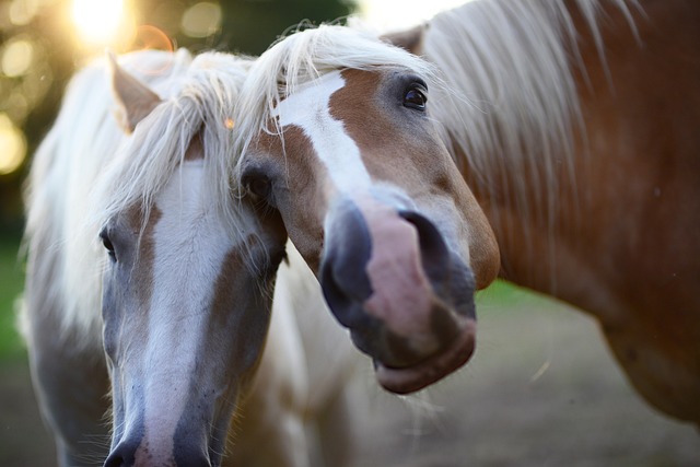 Il linguaggio nascosto dei cavalli: le espressioni facciali che non ti aspetti