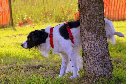 Come insegnare a un cane anziano a fare pipì nel posto giusto: strategie efficaci e rispettose del benessere dell’animale