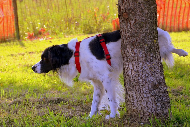 Come insegnare a un cane anziano a fare pipì nel posto giusto: strategie efficaci e rispettose del benessere dell’animale